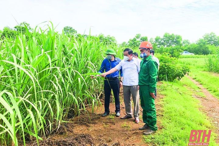 Công ty CP Mía đường Lam Sơn đẩy mạnh phong trào thi đua Lao động giỏi, lao động sáng tạo