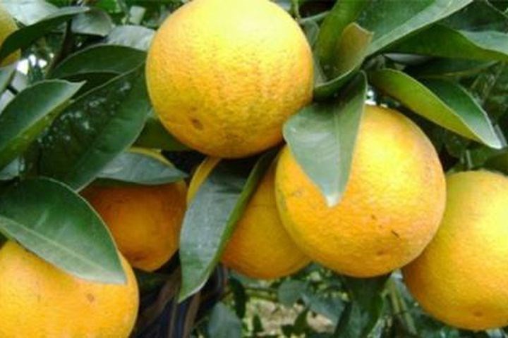 Chuyển đổi số giúp Cam Vũ Quang lan tỏa nhanh hơn, rộng hơn