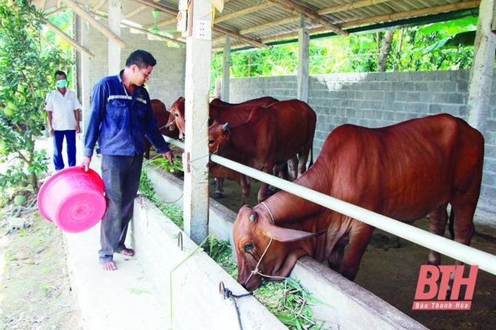 Tín dụng ưu đãi giúp người dân Thường Xuân thoát nghèo